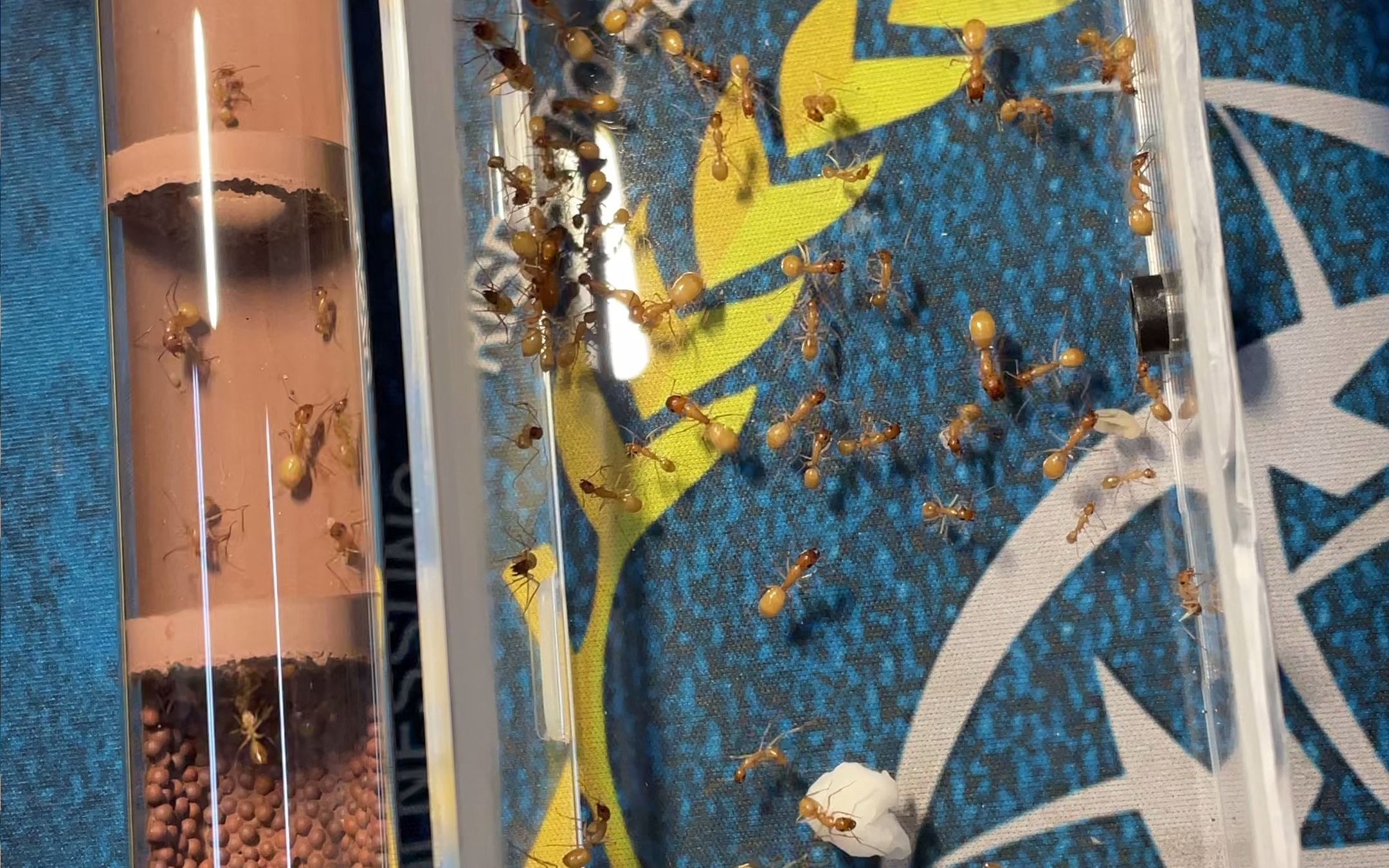 全黄土耳其弓背蚁