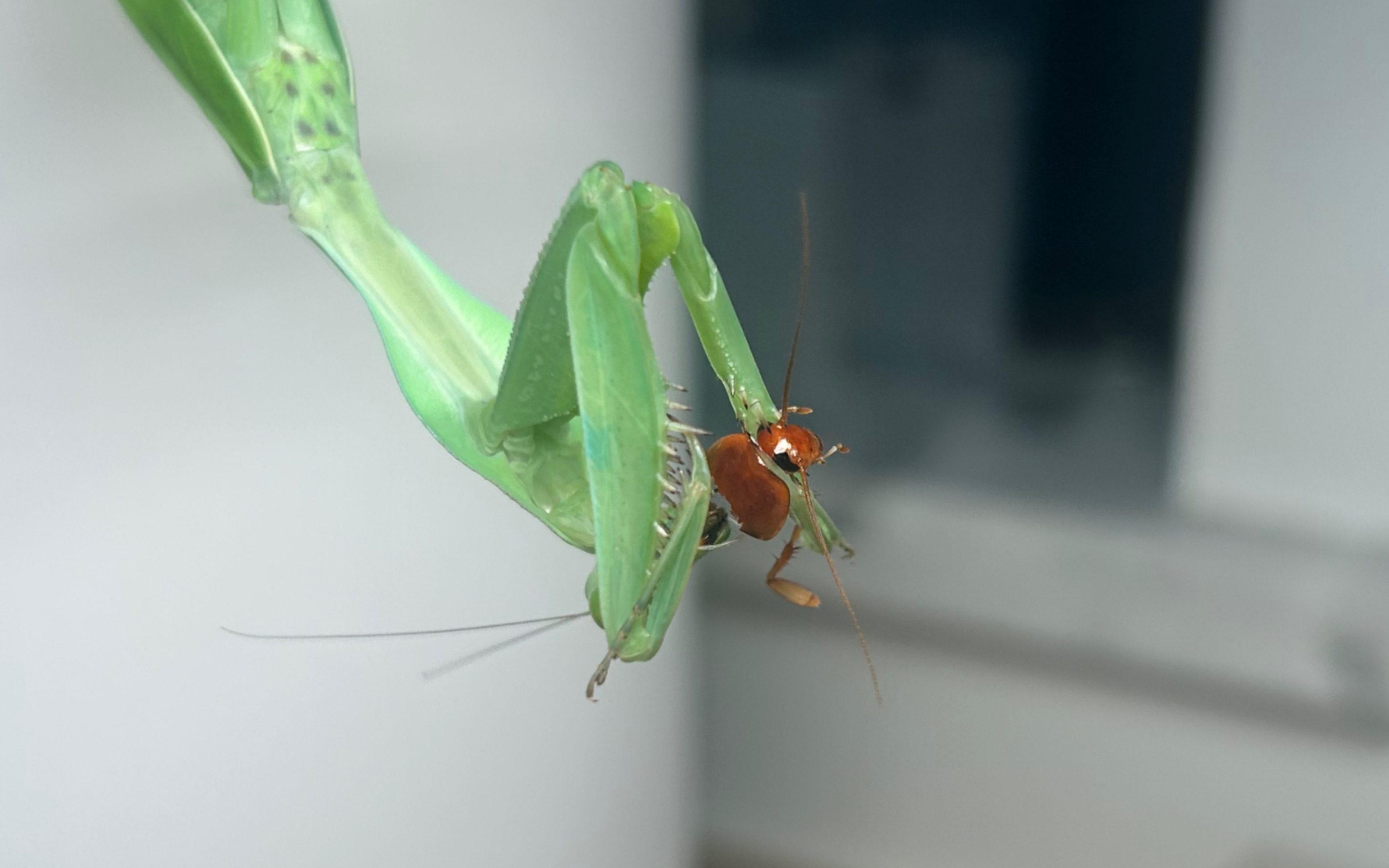 新羽化雌性长颈菱背螳状态展示