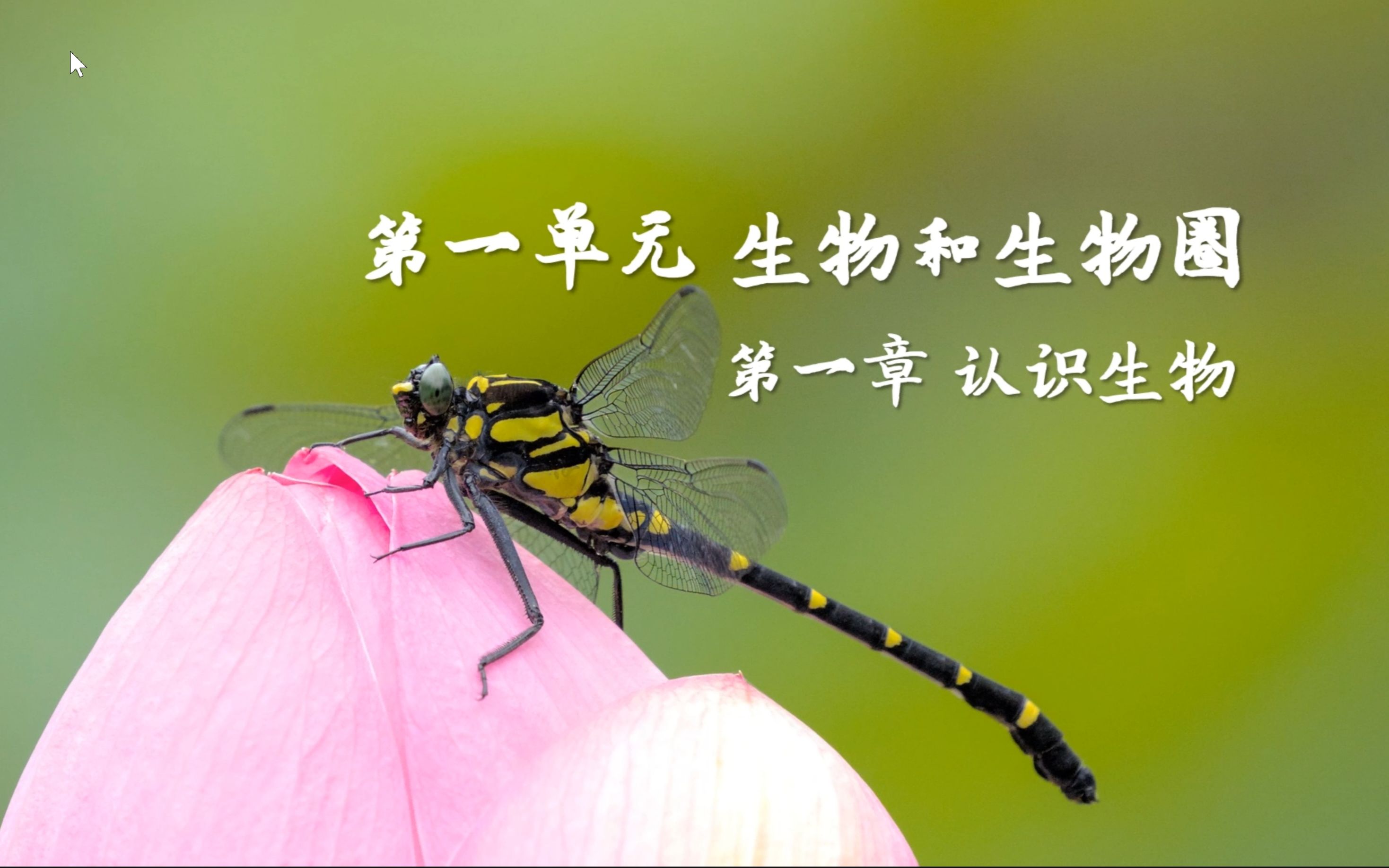 第一单元第一章 认识生物 ppt展示