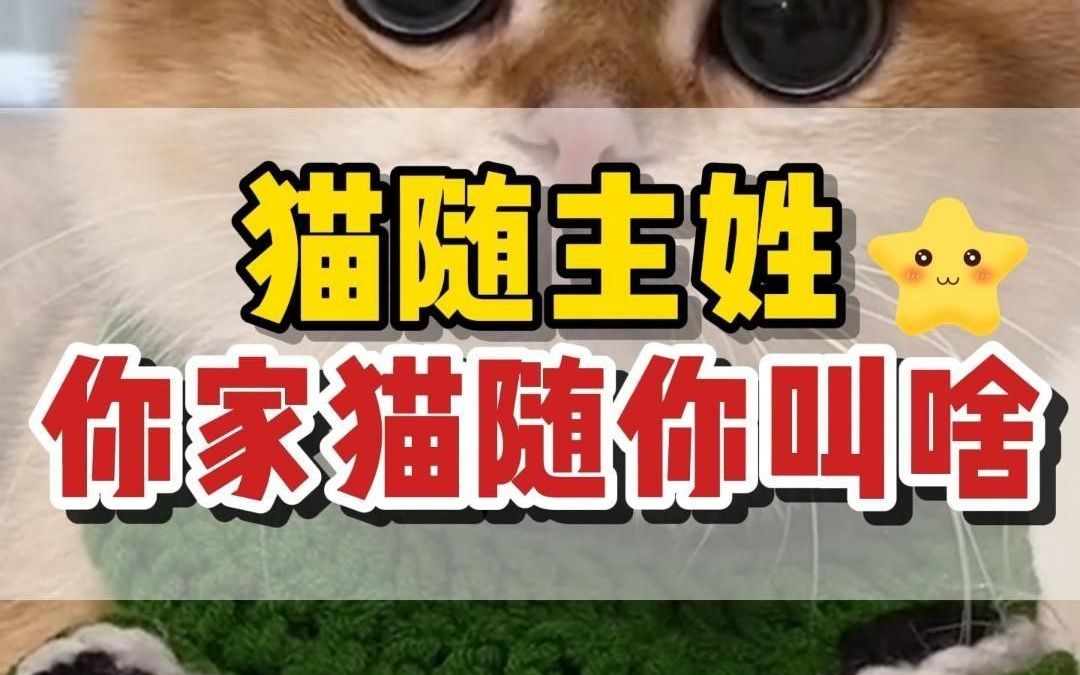 养猫取名不用愁!看看你家猫随你姓啥?哔哩哔哩bilibili