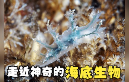 [图]跟随这位海洋生物学家，走近神奇的海底生物