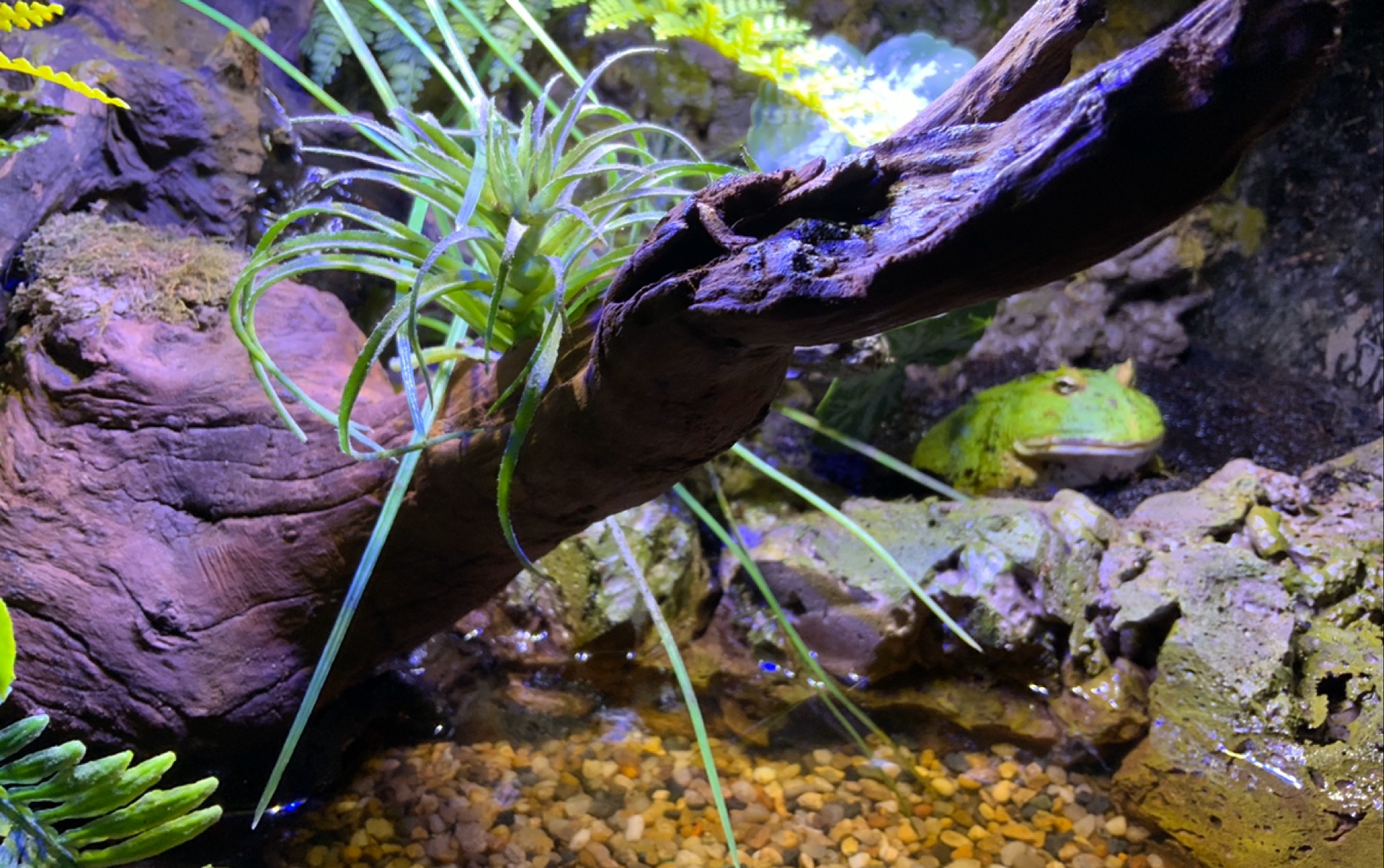 宇治角蛙造景与喂食白鼠