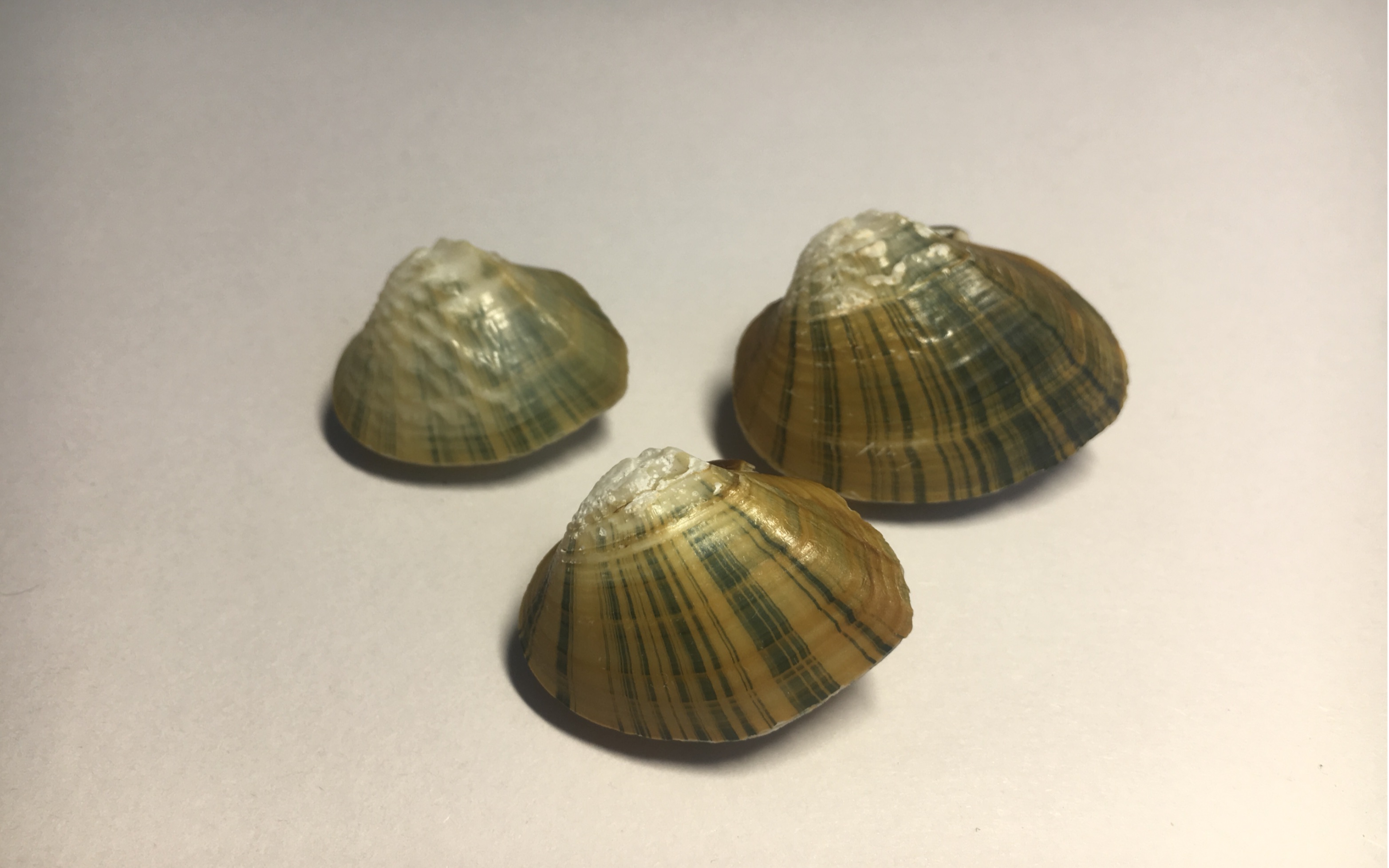 国内的一种非常漂亮的淡水蚌