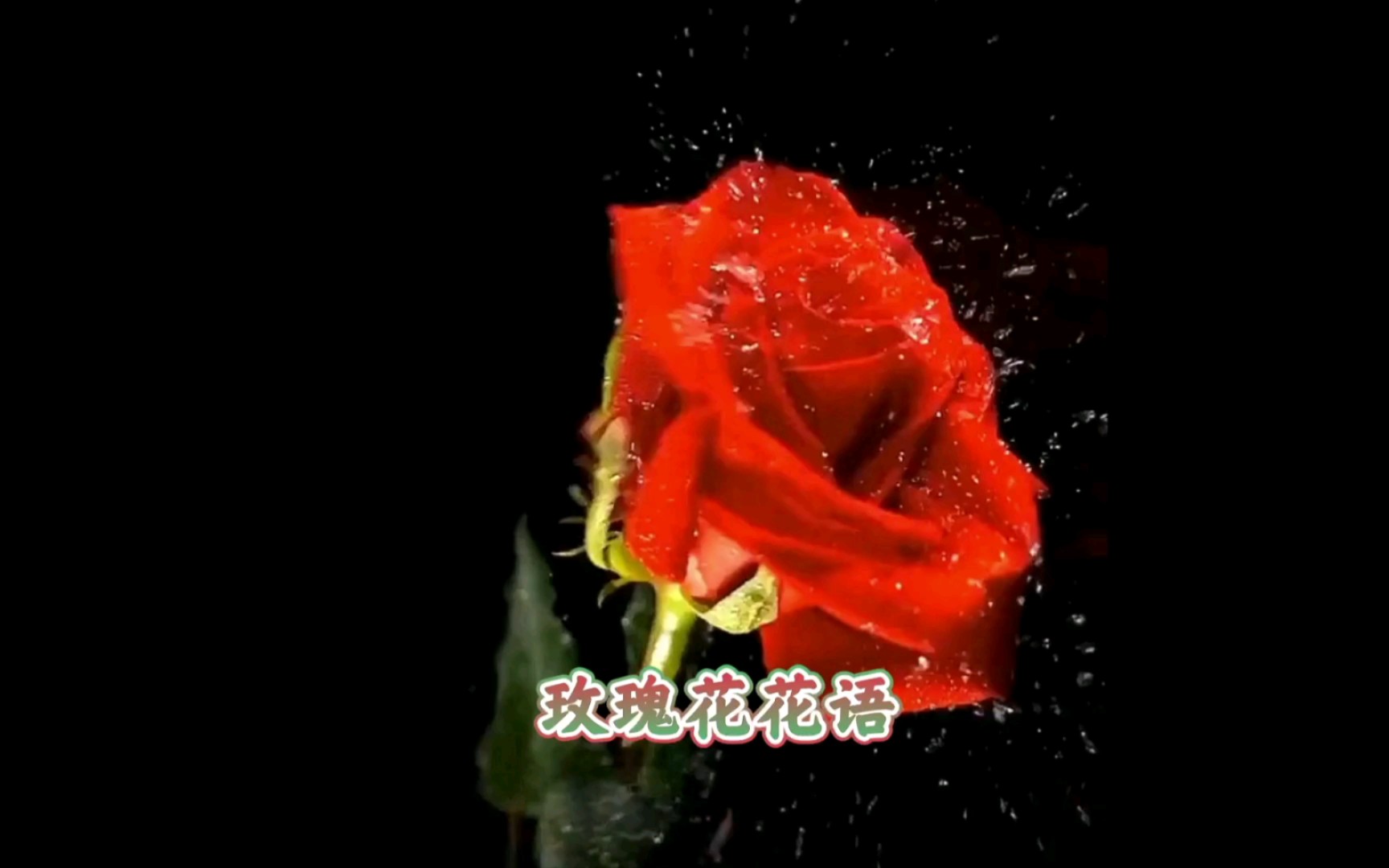 【玫瑰花𐟌𙣀‘花语哔哩哔哩bilibili