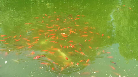 看看这一池绿水一池鱼 哔哩哔哩 看看这一池绿水一池鱼 哔哩哔哩