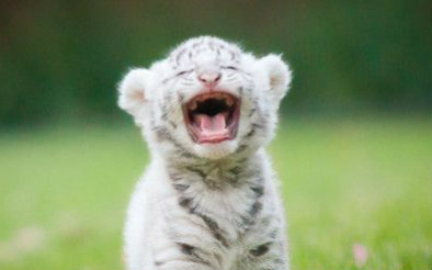 【养老虎的南非土豪】萌萌哒小白老虎长残了