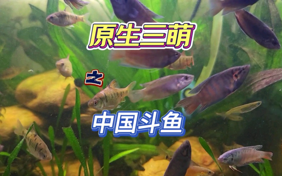 今天登场的,是原生三萌的另一个小可爱,中国斗鱼