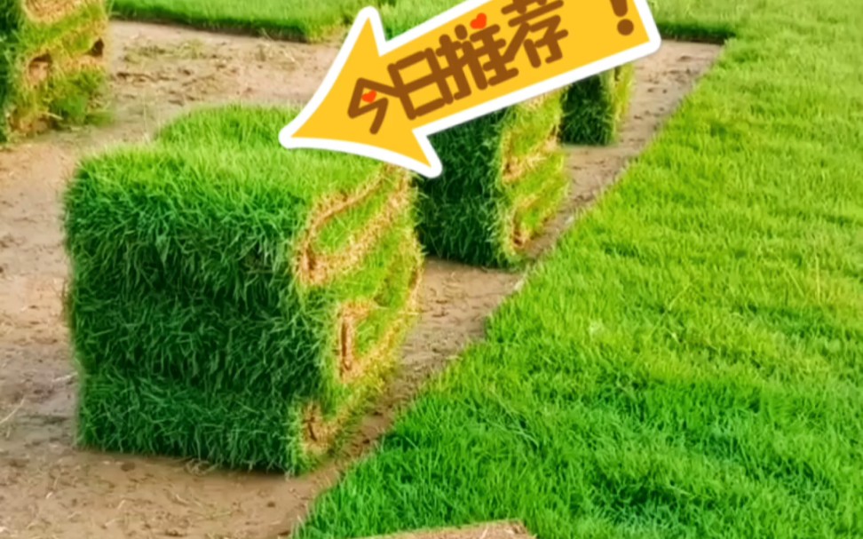 马尼拉草简介哔哩哔哩bilibili