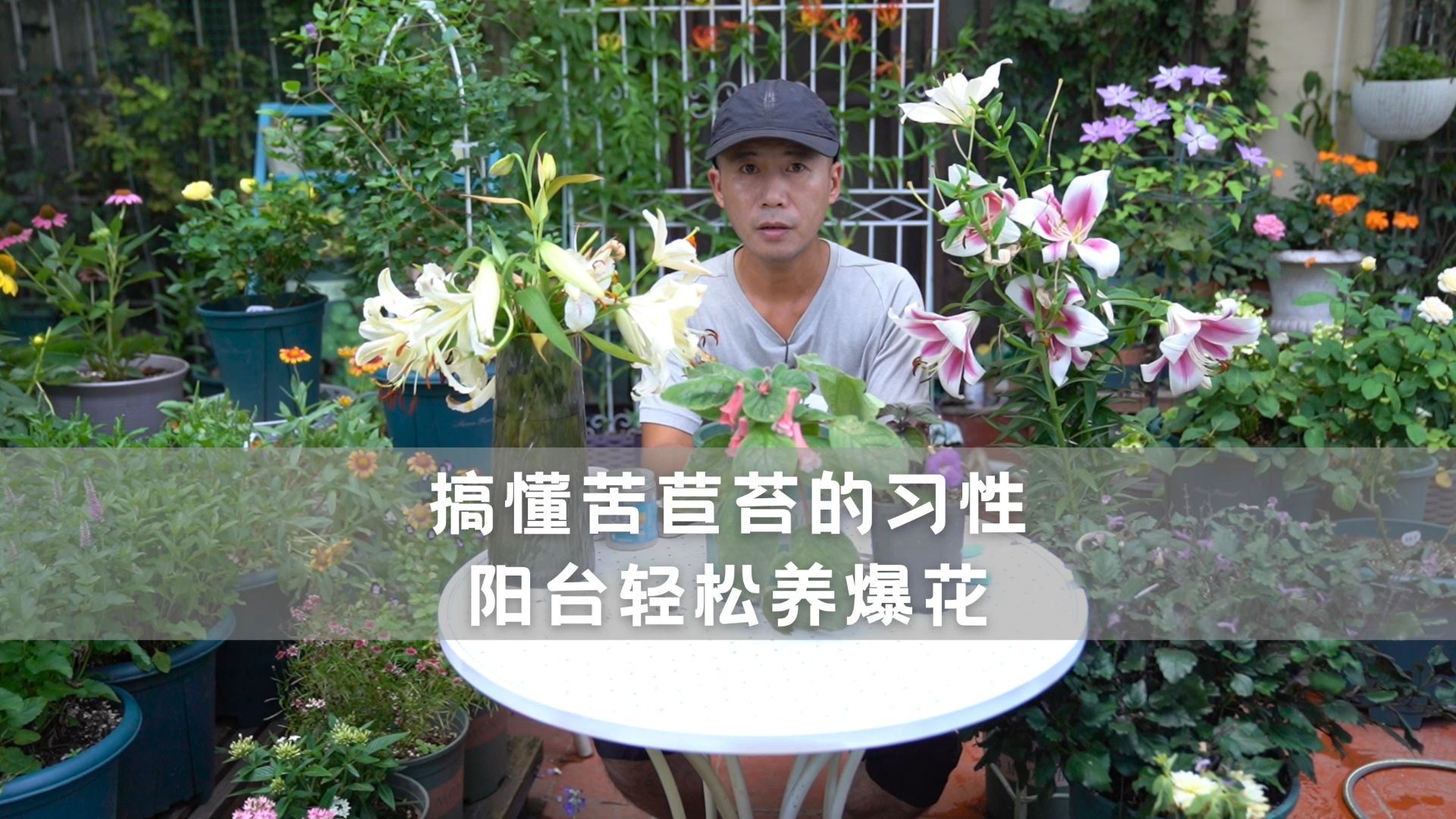 搞懂苦苣苔植物的习性,阳台就能轻松养爆花哔哩哔哩bilibili