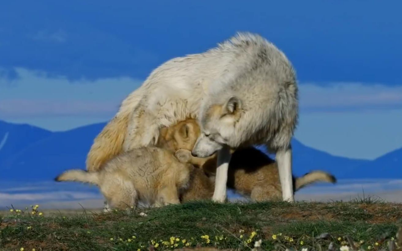 把"机械狼崽子"放入狼的家庭里,母狼会做出什么反应?真聪明!