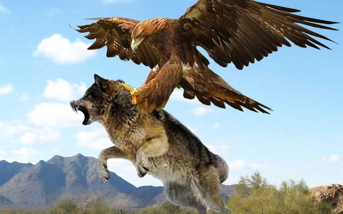 老鹰合力抓住一头狼,野狼毫无招架之力,镜头拍下全过程