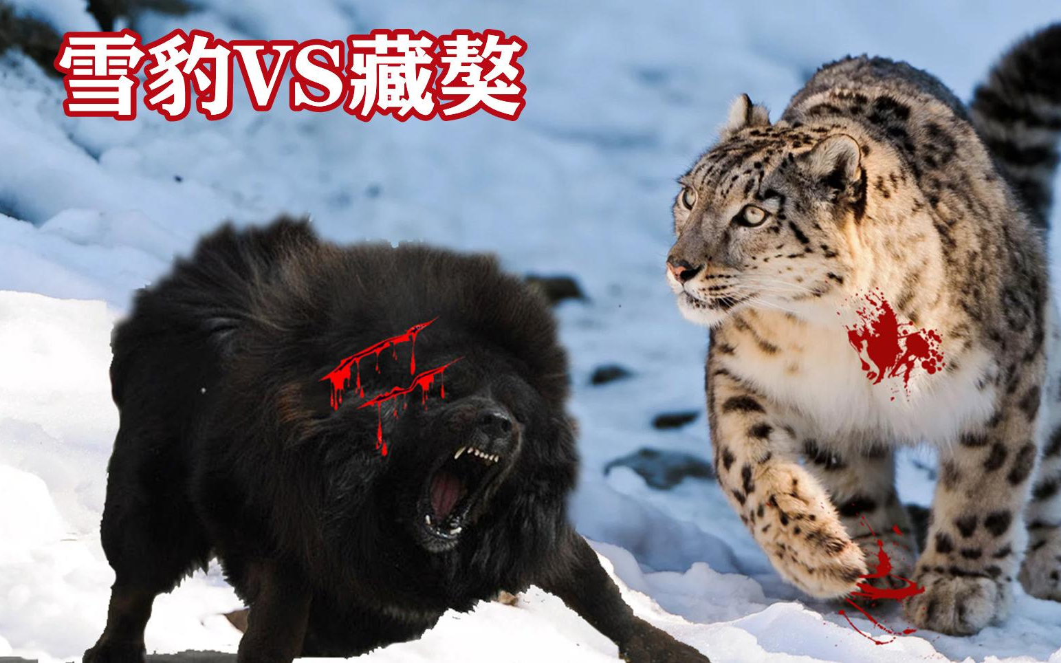 藏獒大战金钱豹图片