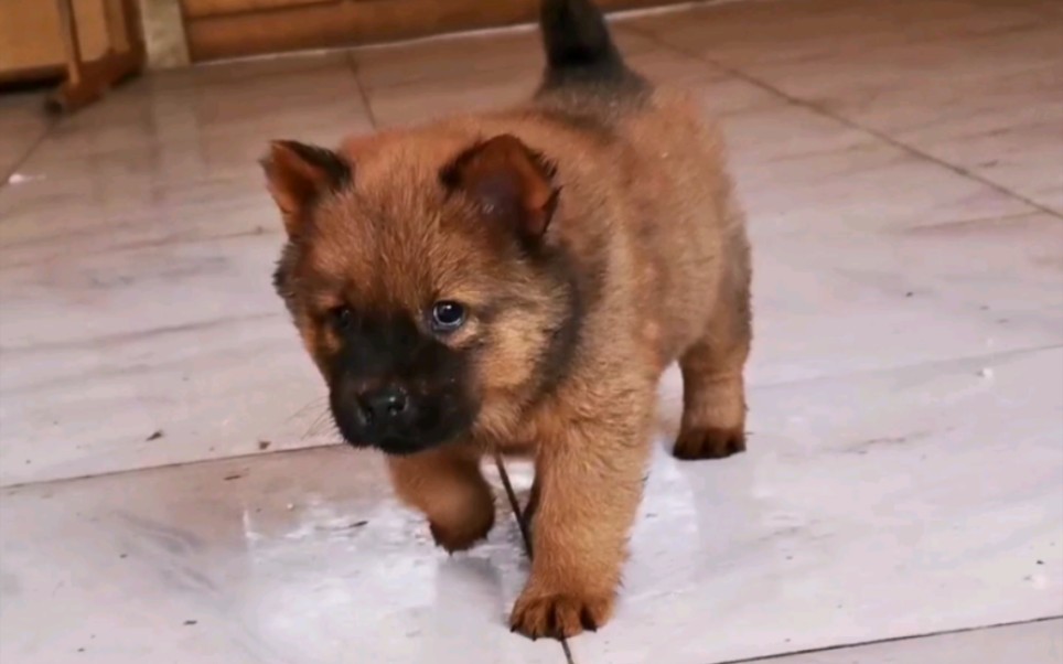 红毛土松犬小母