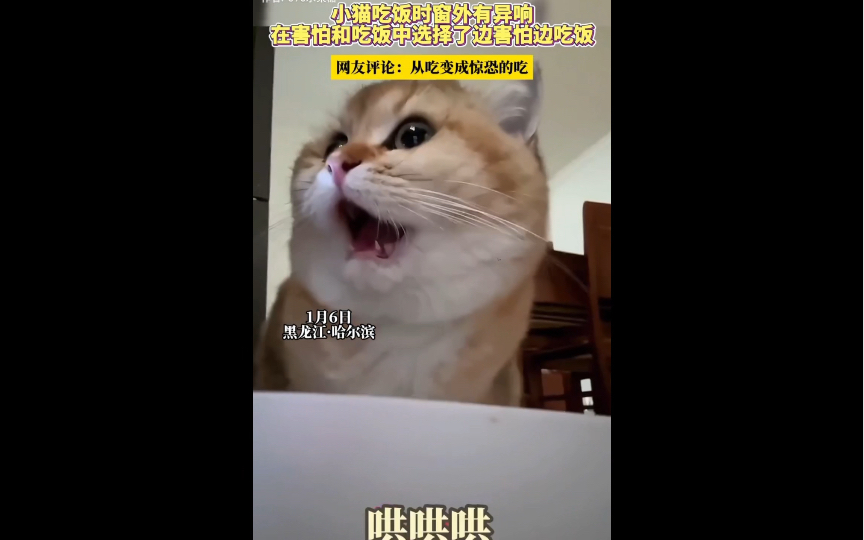 猫:嚼嚼嚼~什么?嚼嚼嚼~怪吓猫的