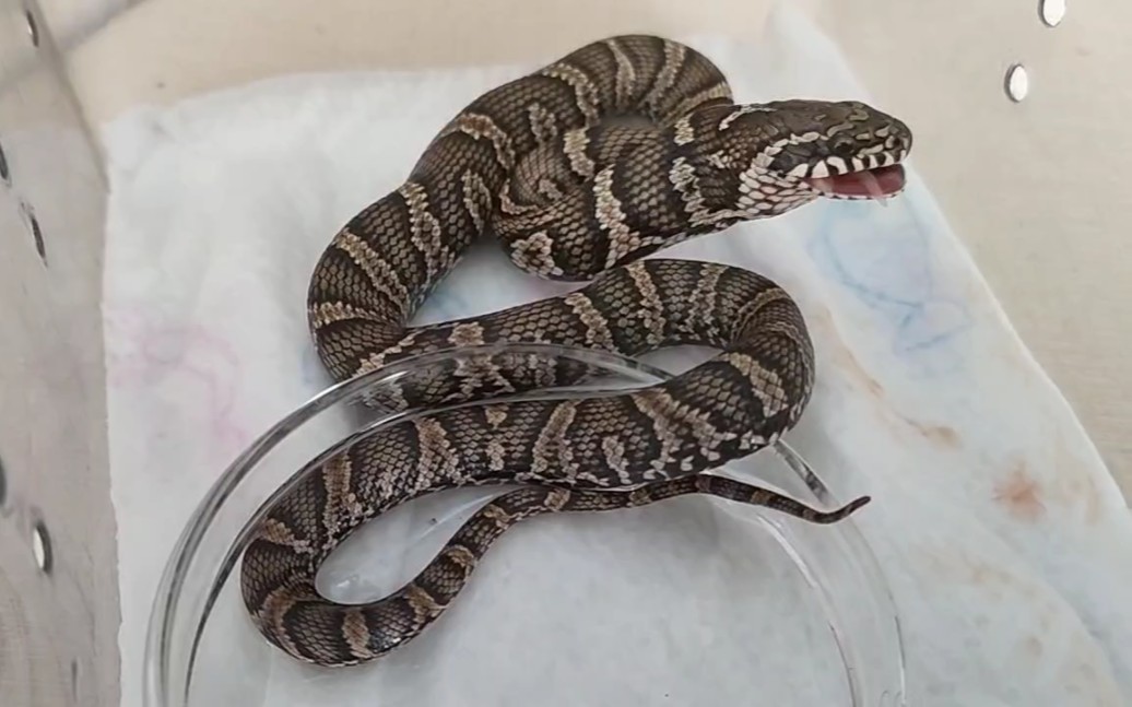 棕黑锦蛇苗子开食记