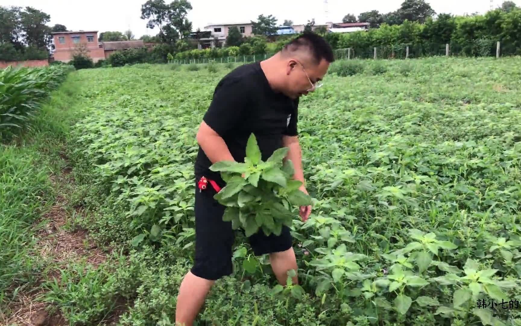 农村“巨型”高钙苋菜,俗称三片叶子一盘菜,营养美味的时令野菜哔哩哔哩bilibili