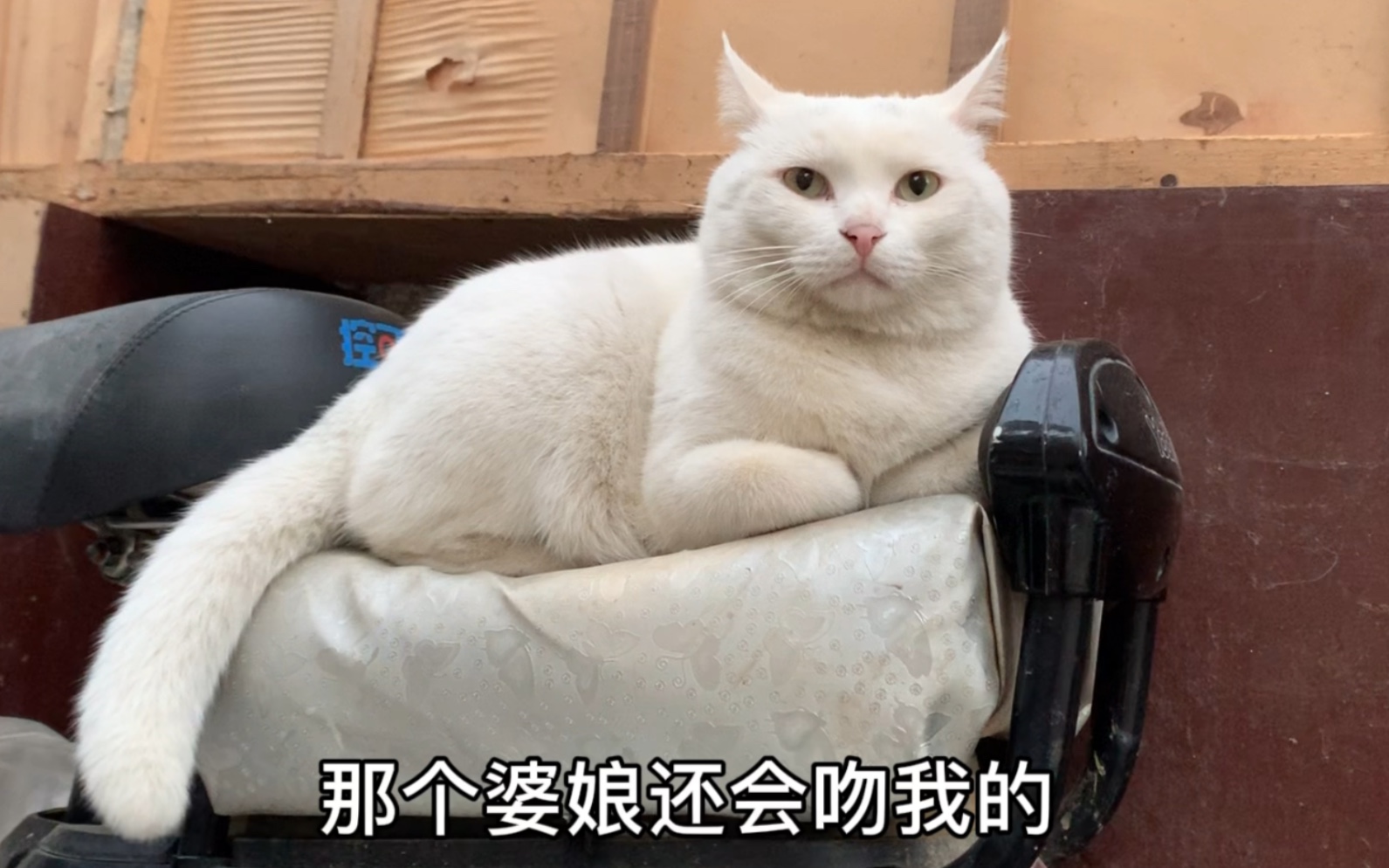 猫猫你好拽,我好喜欢哔哩哔哩bilibili