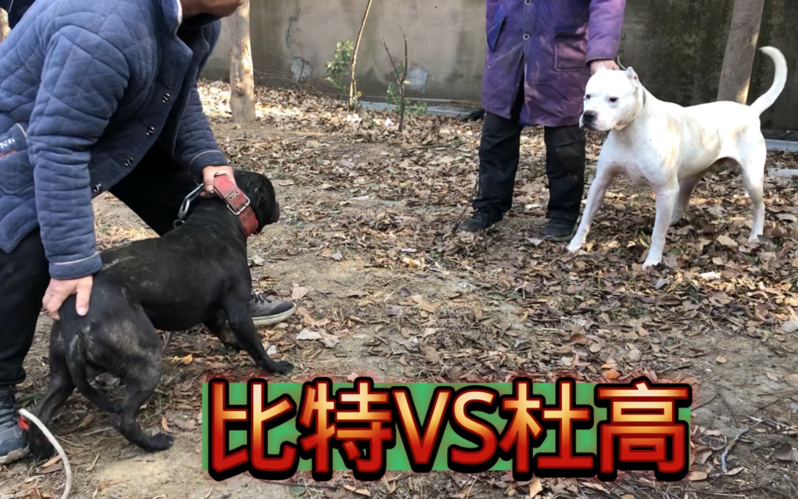 比特犬vs杜高犬,四目凶狠相视,谁也不服谁