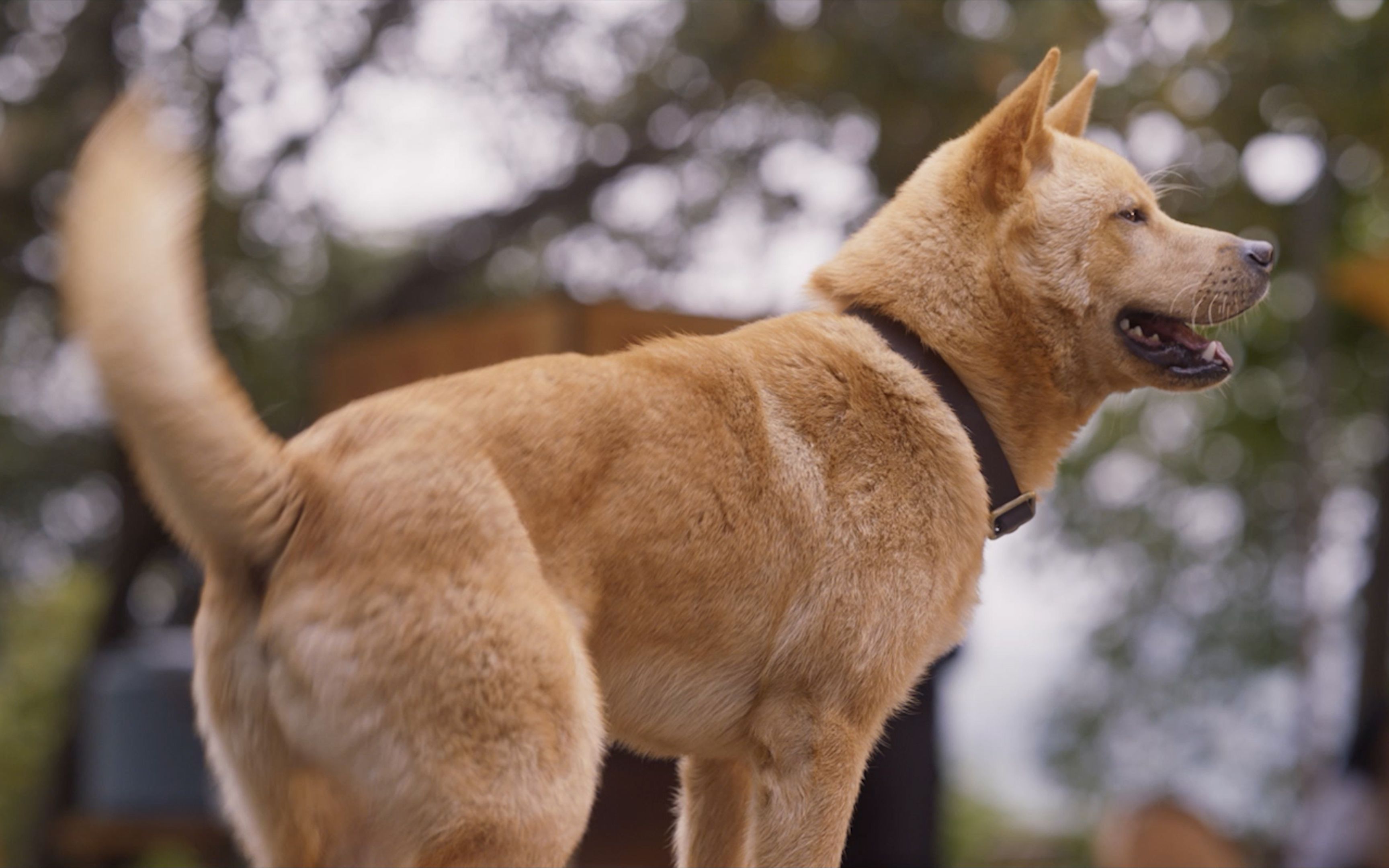 国版《忠犬八公》大黄名八筒 一只可爱的中华田园犬 id:6999802