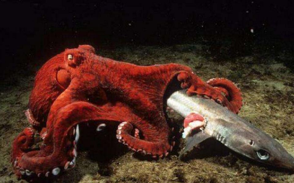 长9米的北太平洋巨型章鱼,可捕食鲨鱼,几乎毁灭一切有海洋生命