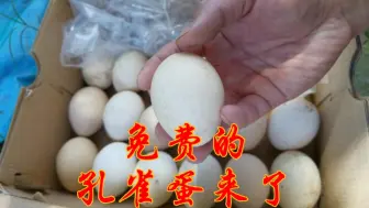 Tải video: 孵孔雀蛋还不要自己花钱！农村小伙赚了吗？朋友带蛋来拿小野鸡了