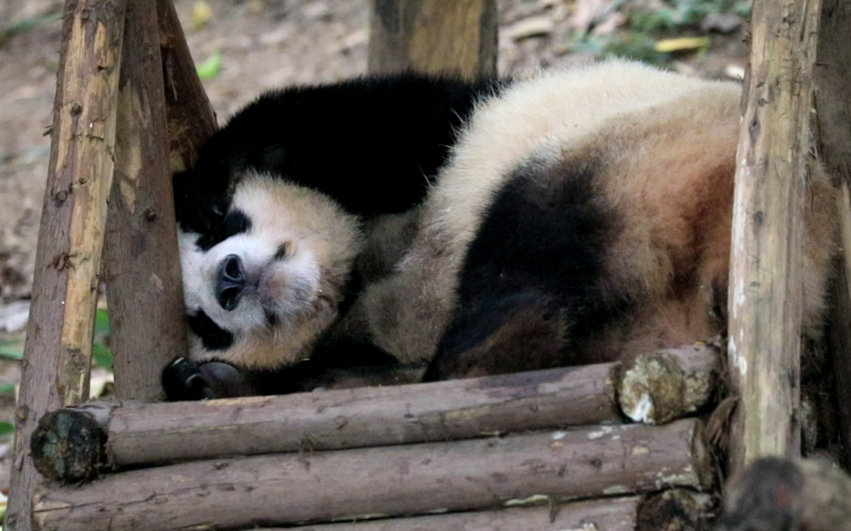 【大熊猫奇一】