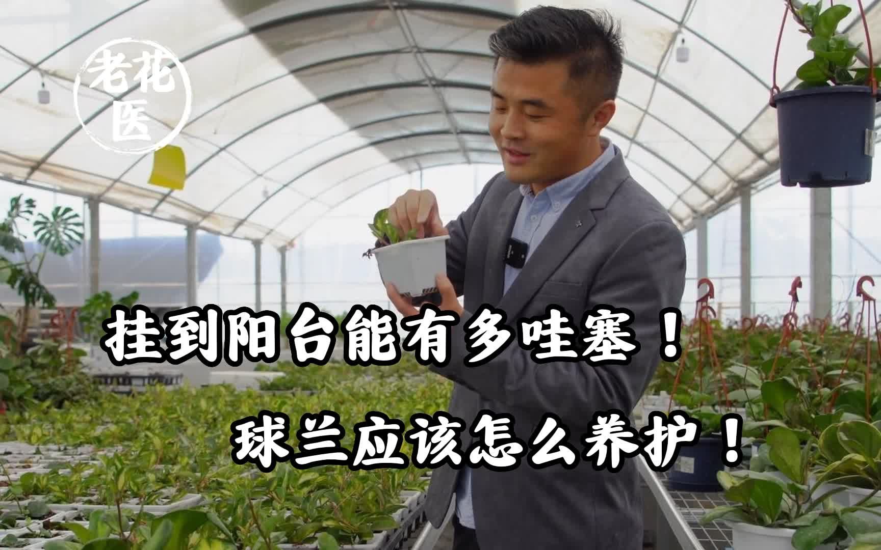 挂到阳台能有多哇塞!球兰应该怎么养护!哔哩哔哩bilibili