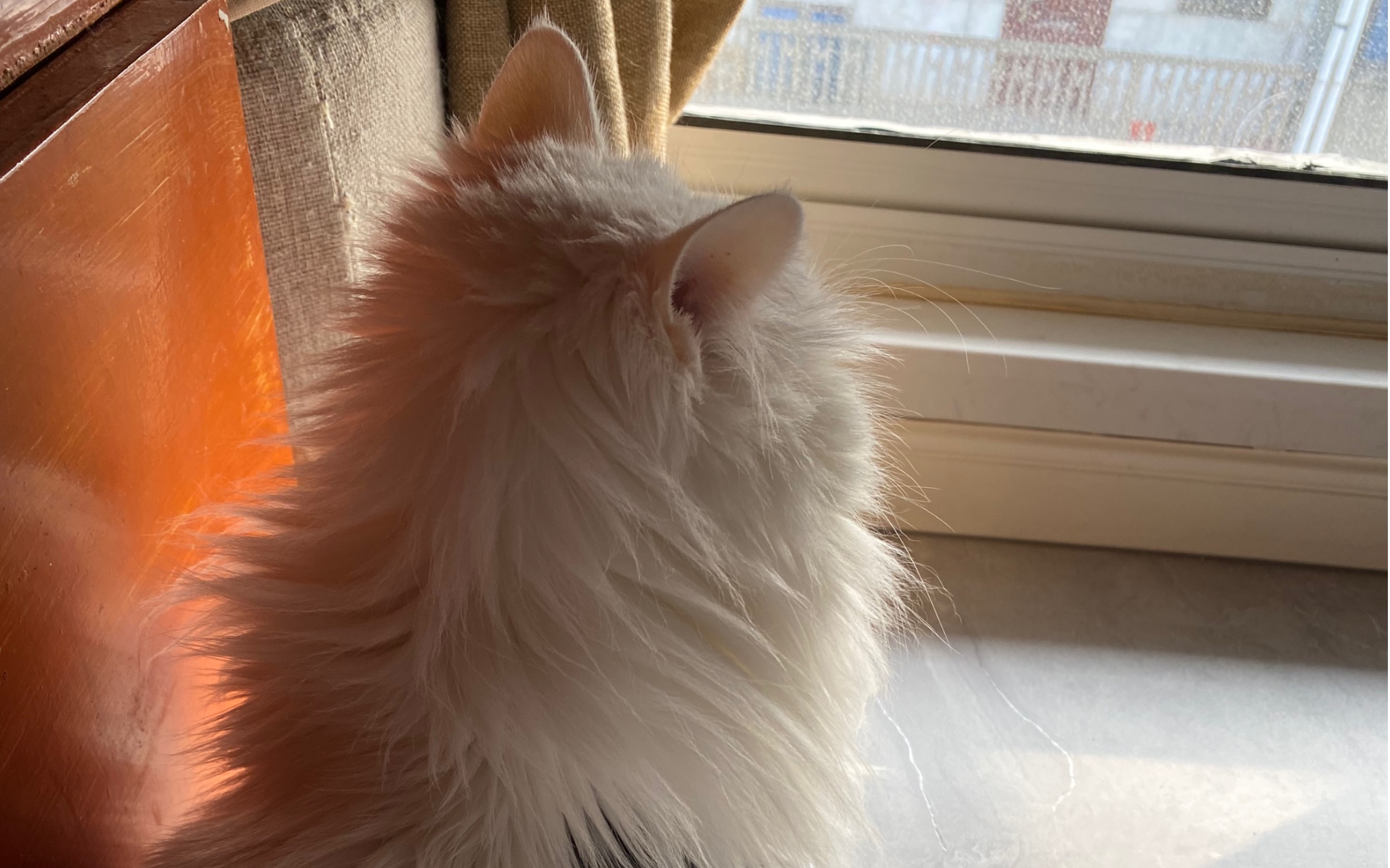 活动作品山东狮子猫小猫咪偷偷照镜子被发现了