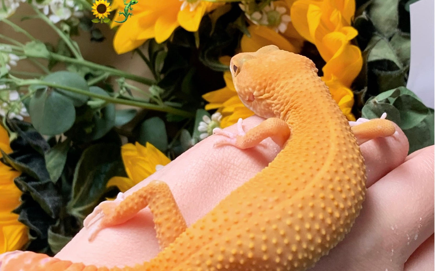 【豹纹守宫】憨憨舔水好可爱