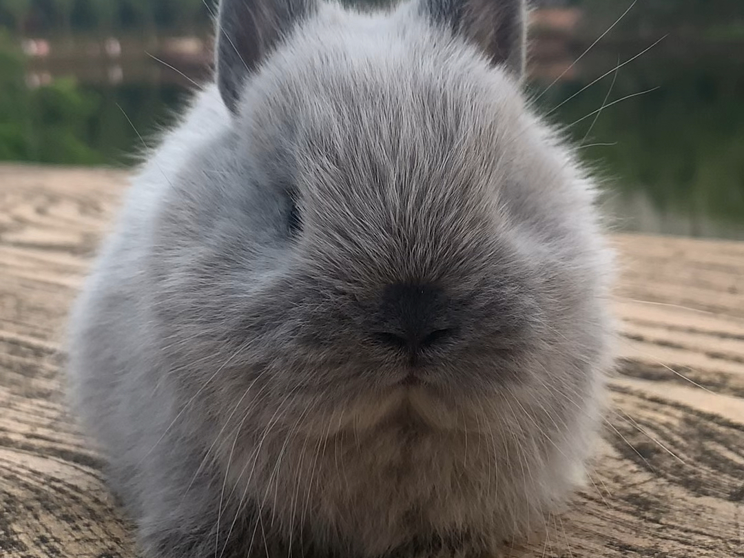 烟灰暹罗妹妹双血统侏儒兔家庭繁育