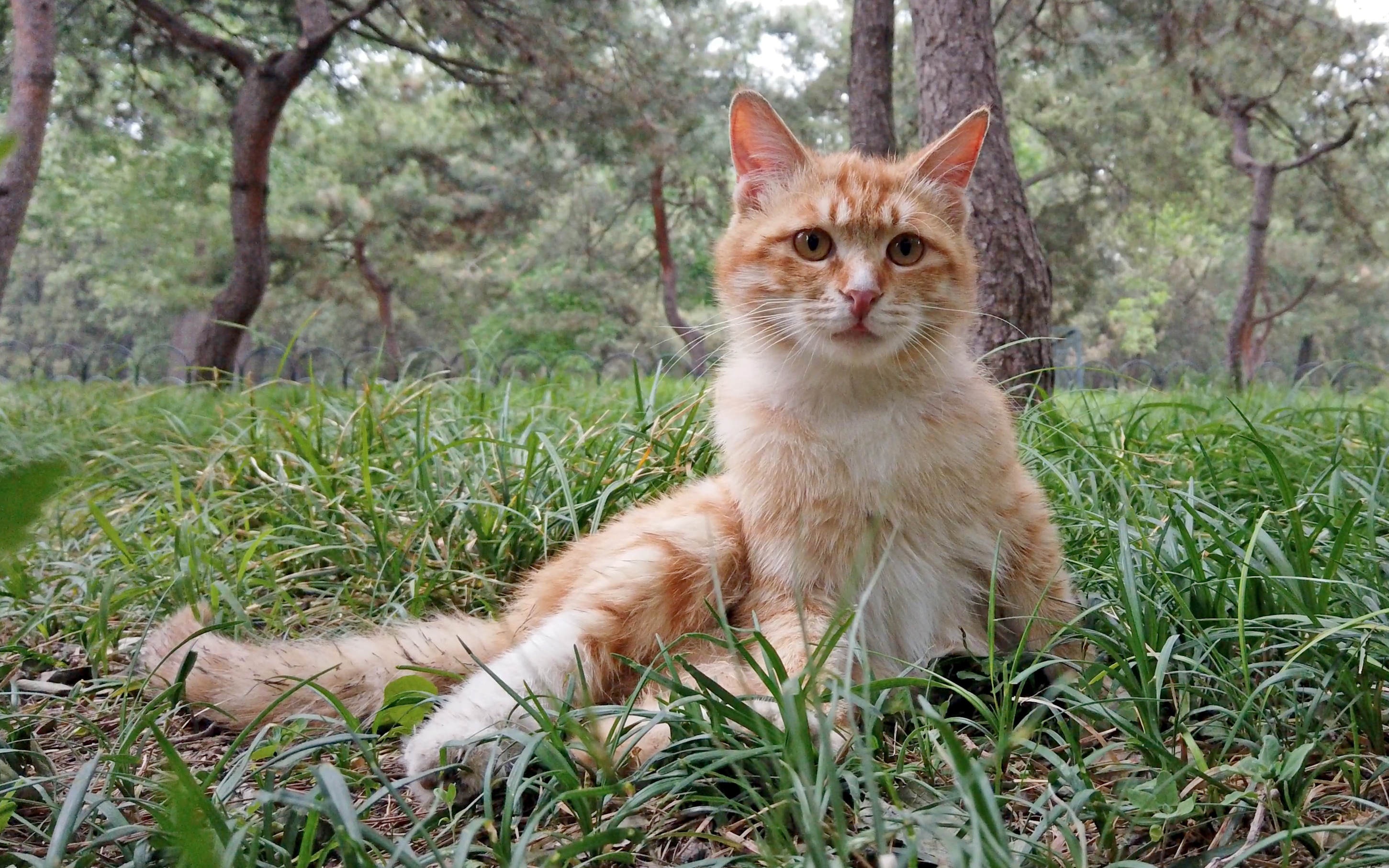 跟小橘猫在它的地盘巡逻,体验野生橘猫的日常生活