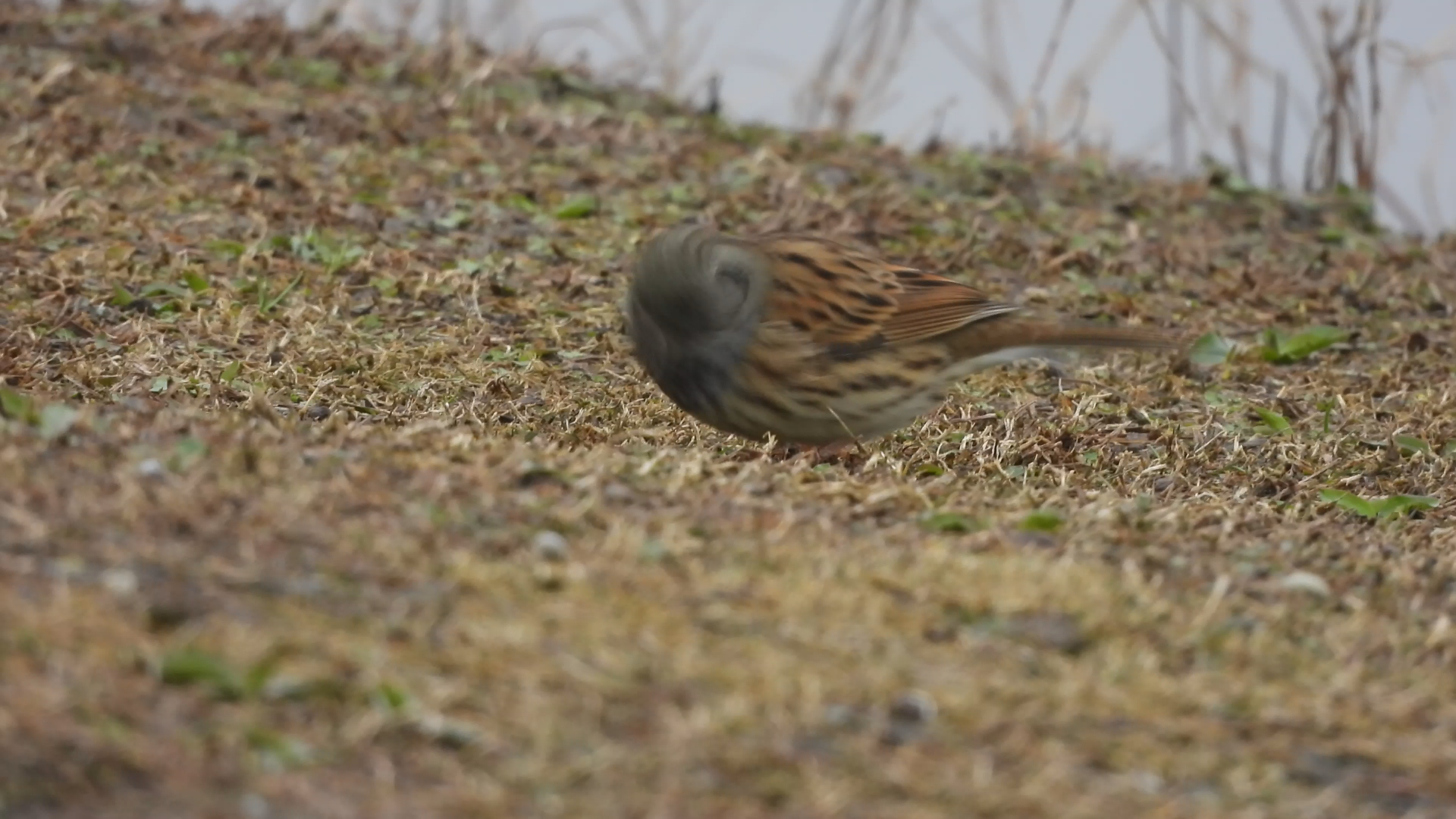 一只灰头鹀在世纪公园 的水边草地觅食