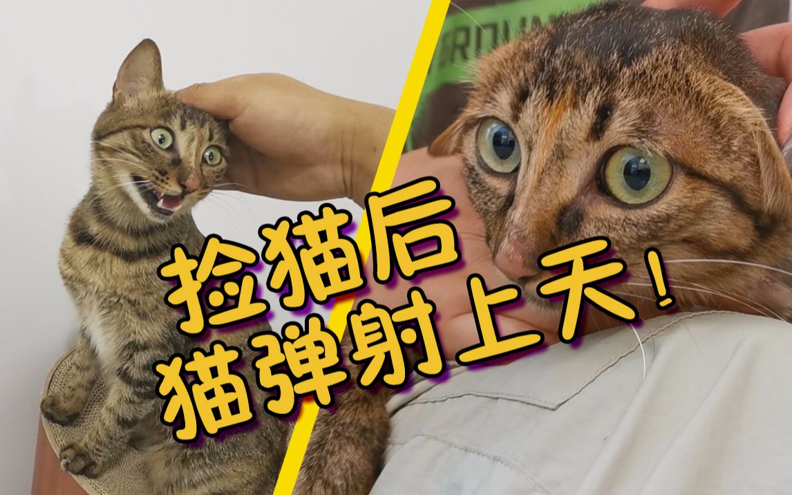 捡猫视频:我捡了个弹簧吗?狸花猫弹射起飞哔哩哔哩bilibili