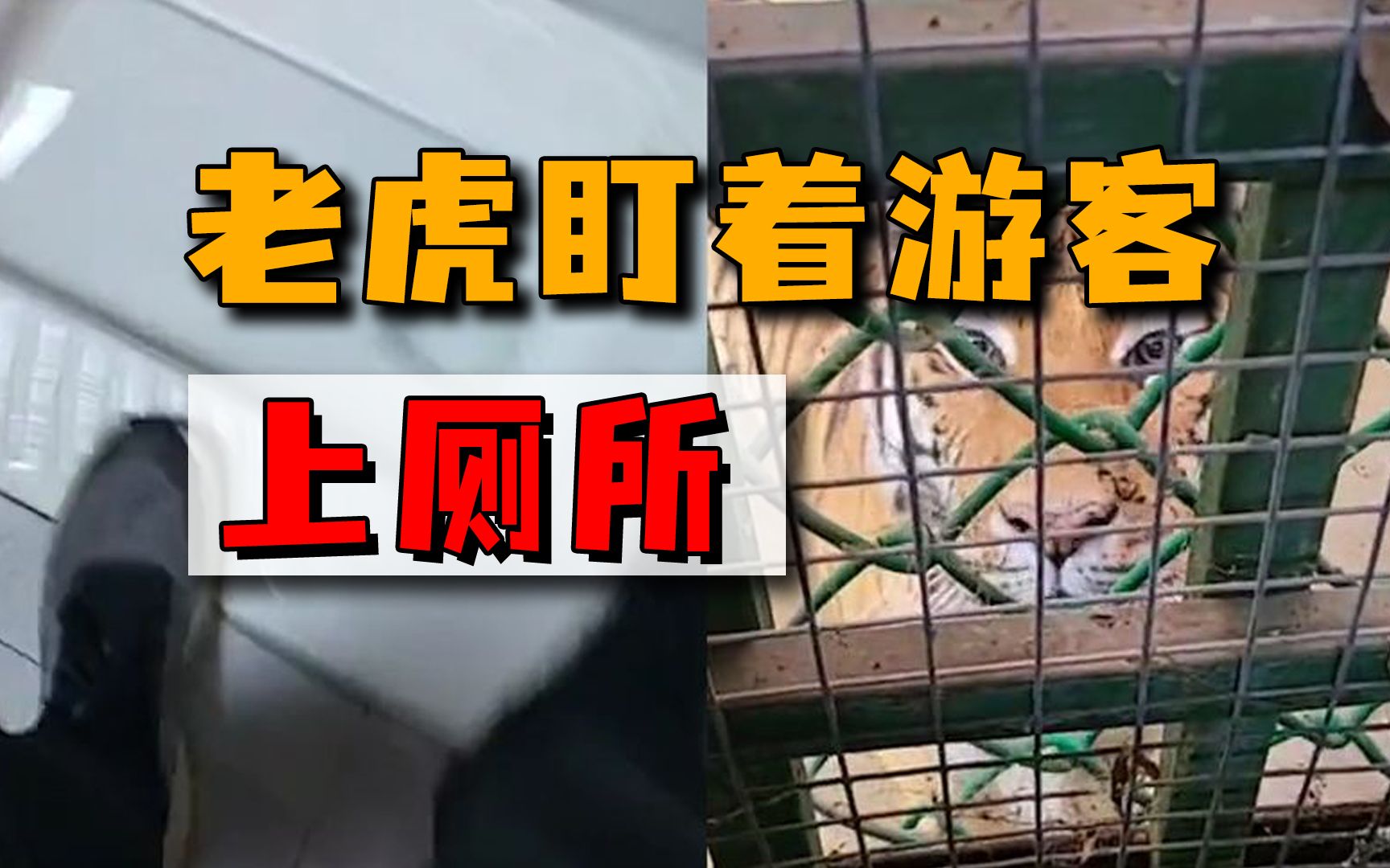 虎视眈眈!被老虎围观上厕所,游客要吓尿