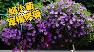 姬小菊 爆盆秘籍 哔哩哔哩 つロ干杯 Bilibili