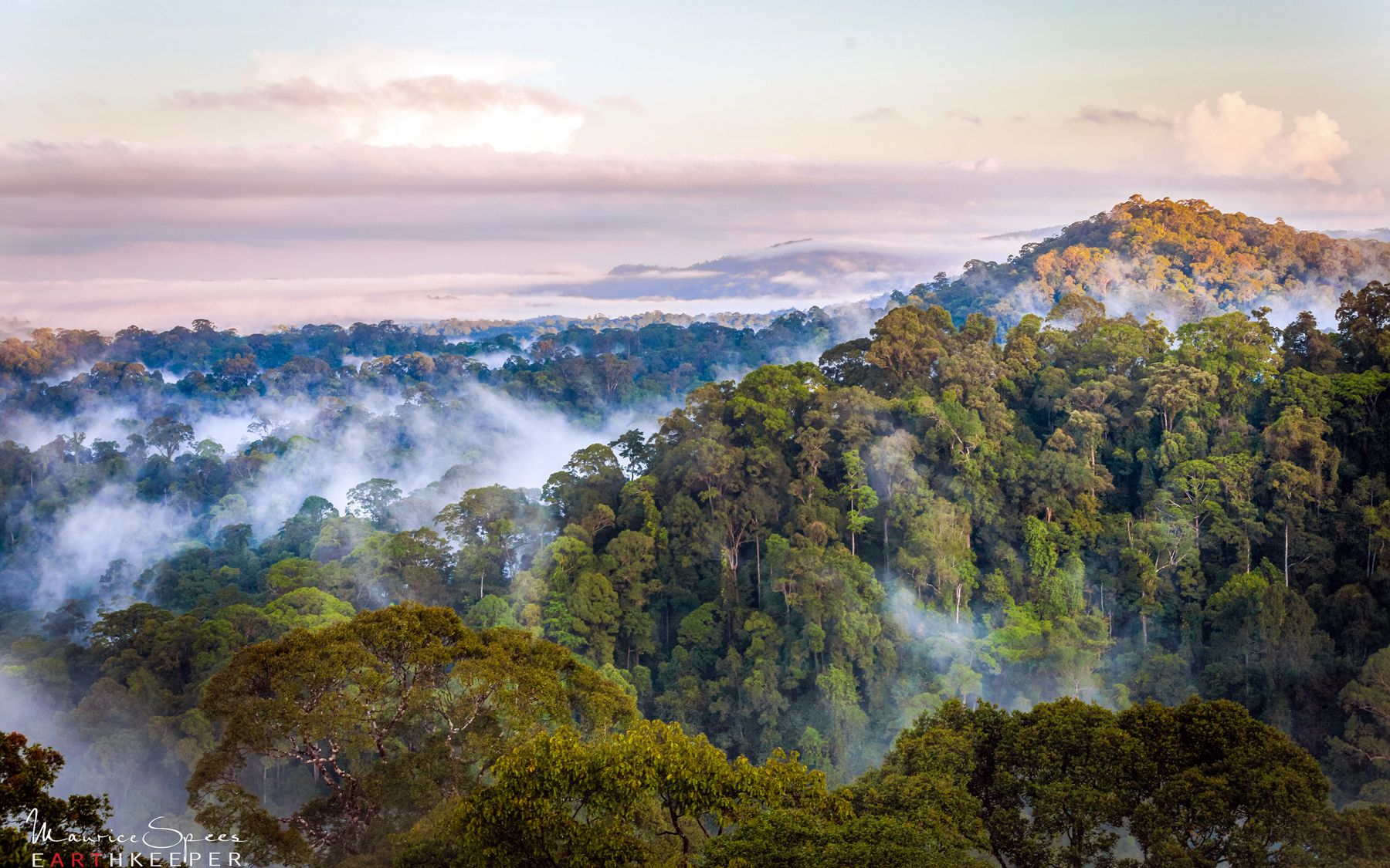 南海之南婆罗洲雨林秘境神奇而美丽的鸟类