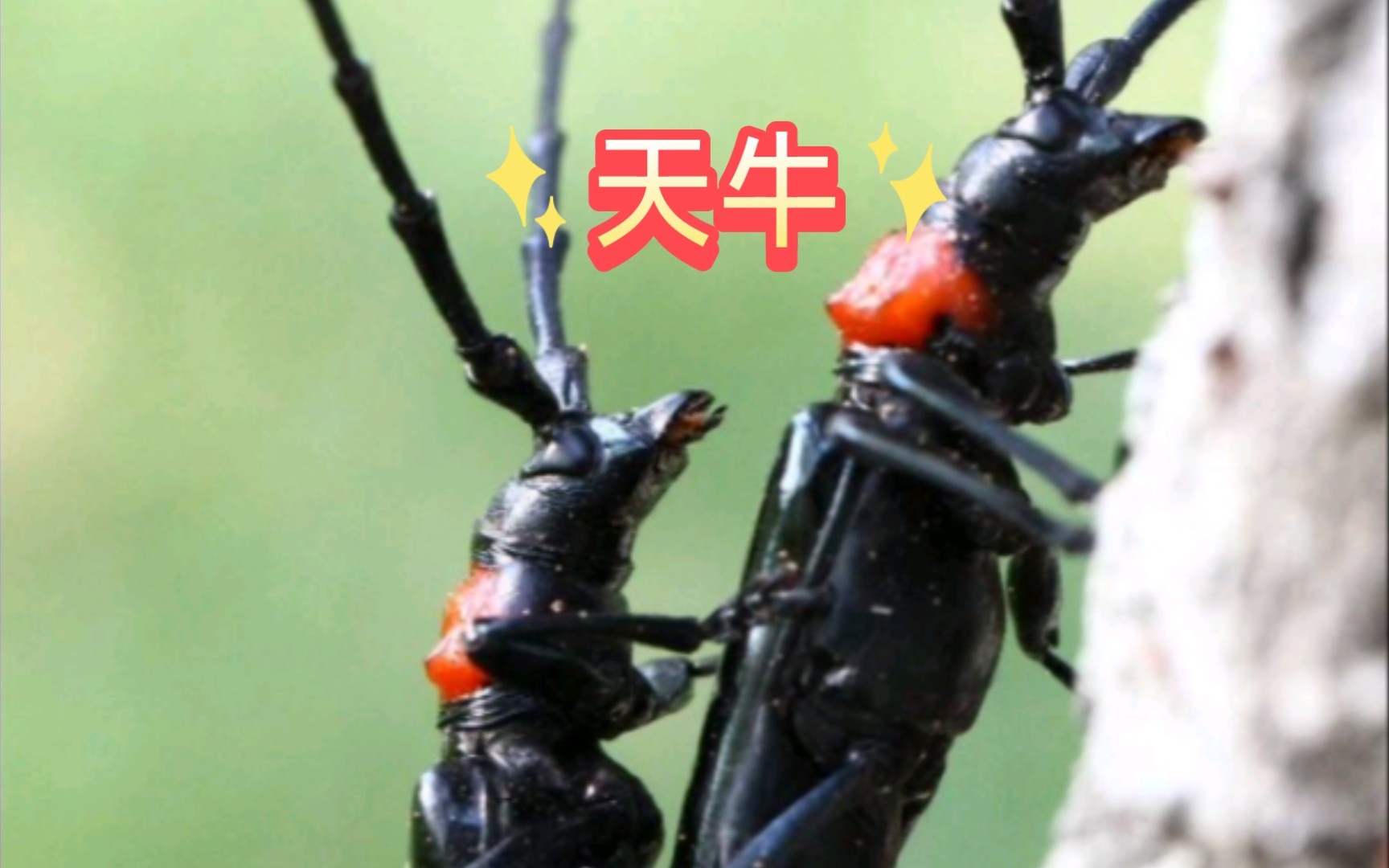 昆虫天牛别名:牛角虫、花妞子、苦龙牛、蛀柴龟哔哩哔哩bilibili