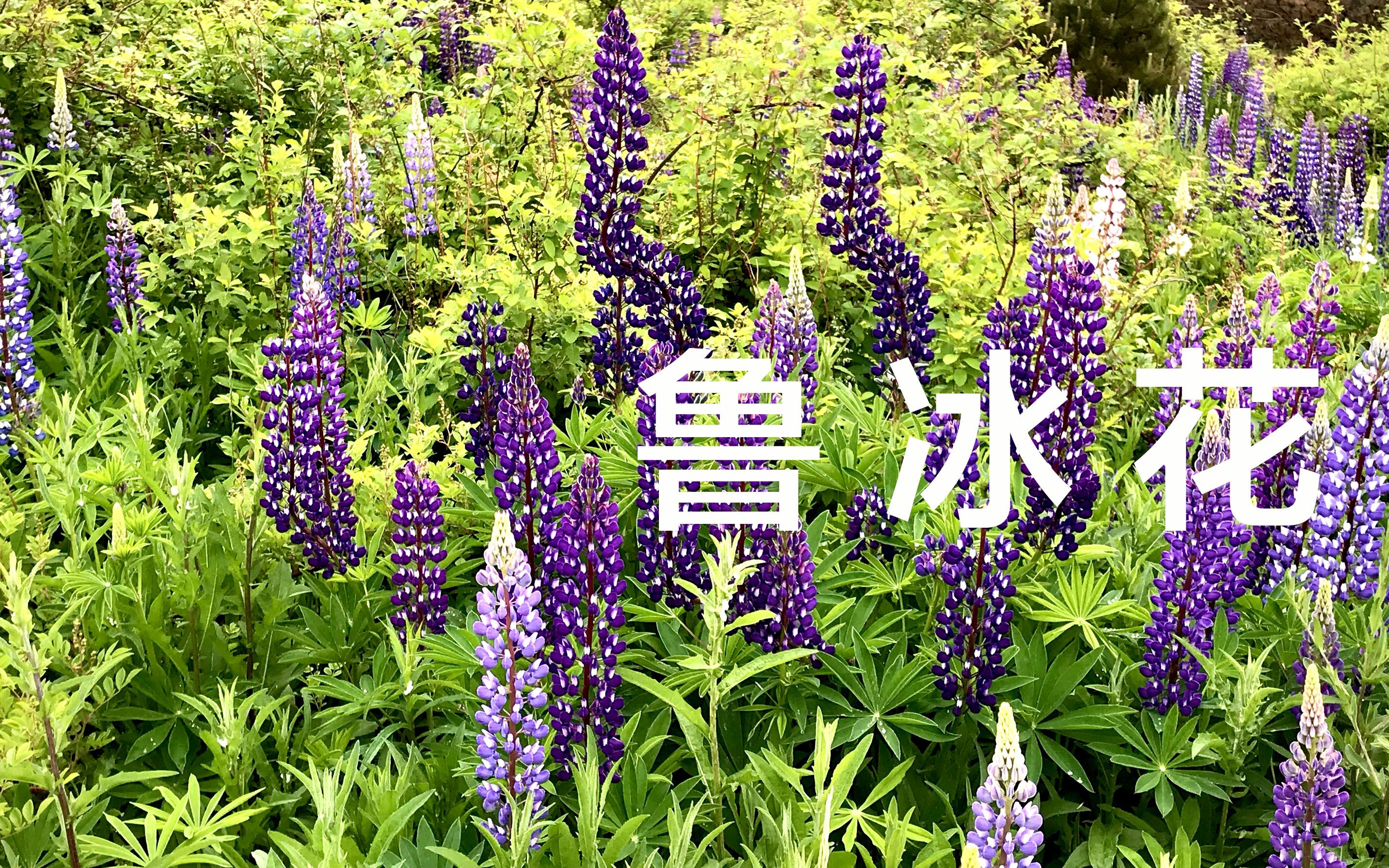 [图]鲁冰花开了 | 小菊花 | 海市蜃楼？