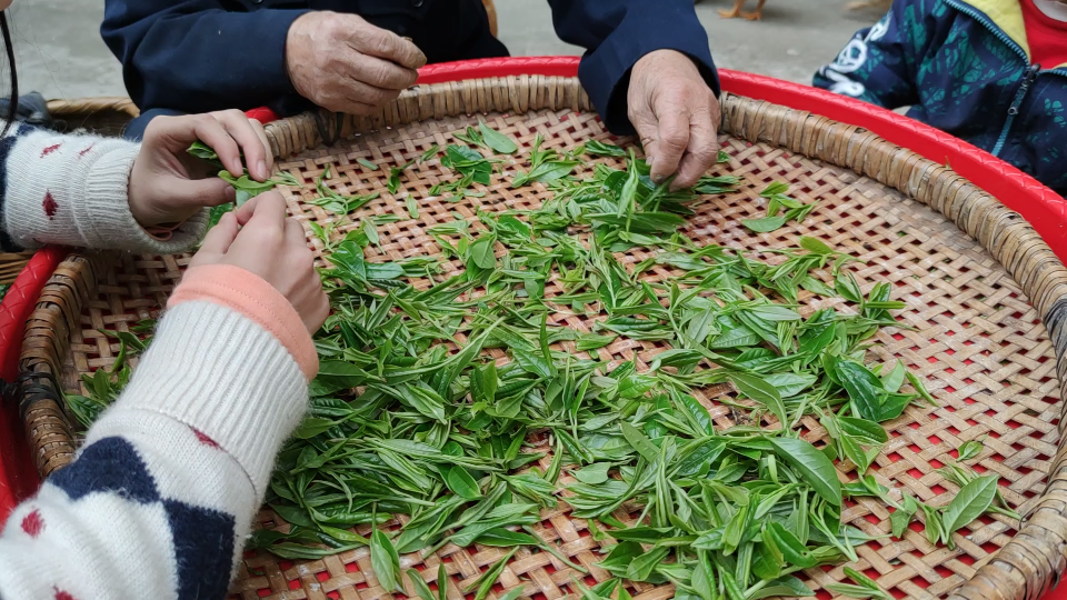 筛茶,炒茶,不过成品图忘发了,炒茶七道