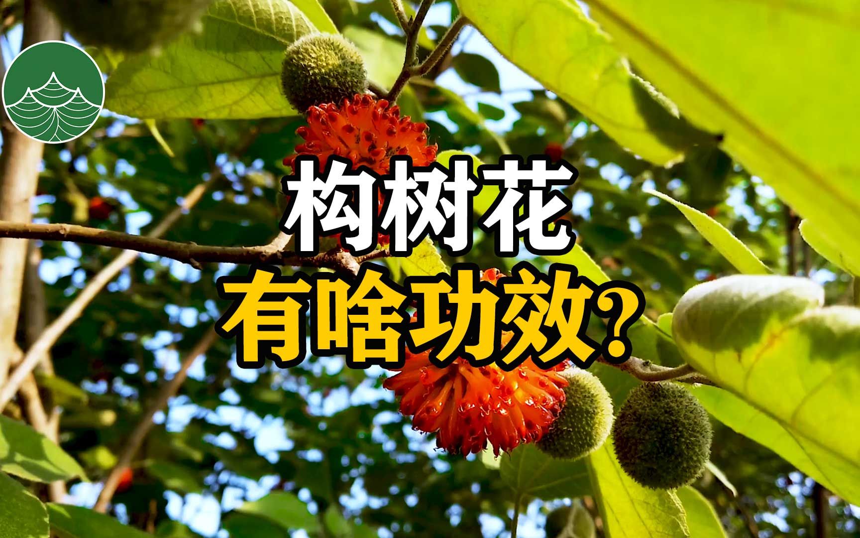 构树花有啥功效?