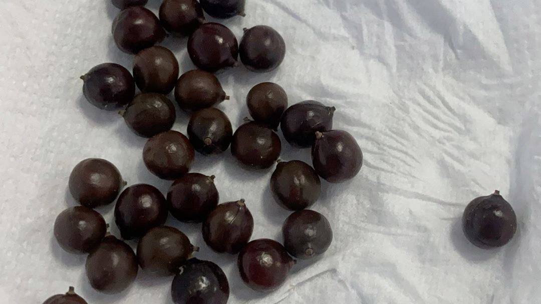 栾树的籽,是不是可以做手串