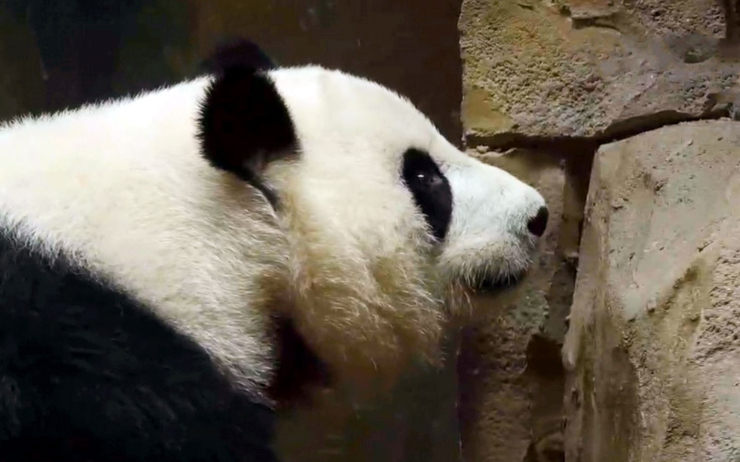 月半囡吃西瓜连皮吃&玩麻袋&超近大侧脸怼玻璃(大熊猫囡囡)20190713