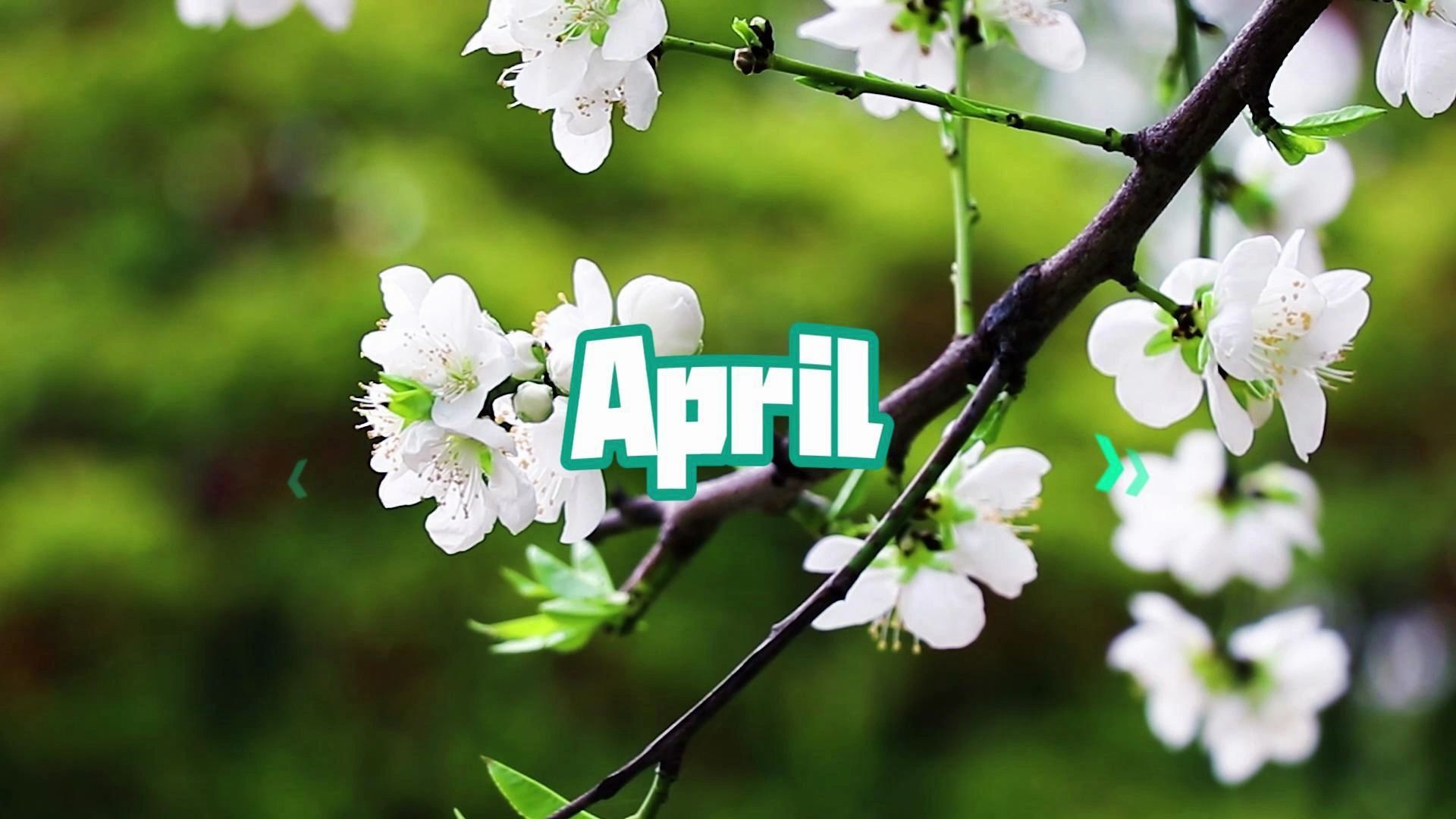 轻唤四月《april》音节清脆而明亮