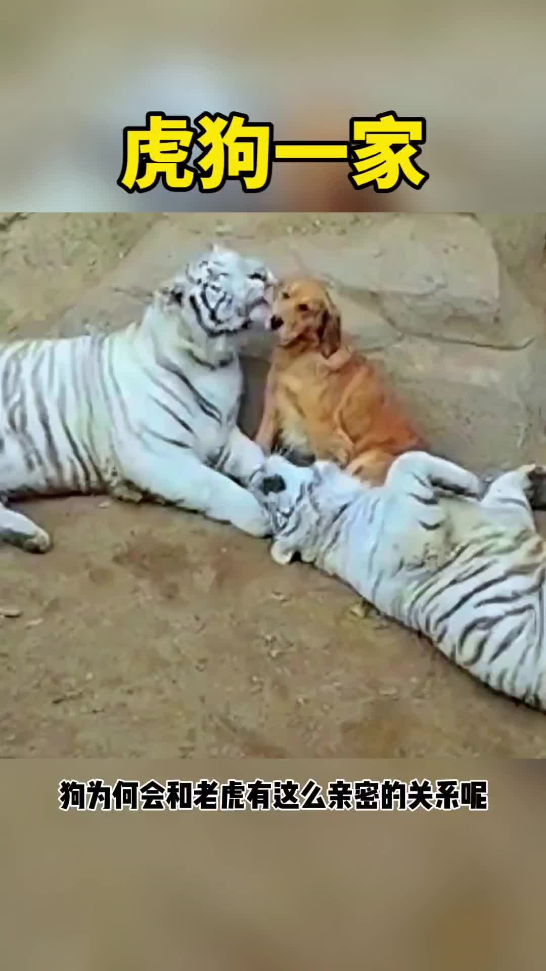 老虎与狗狗是一家