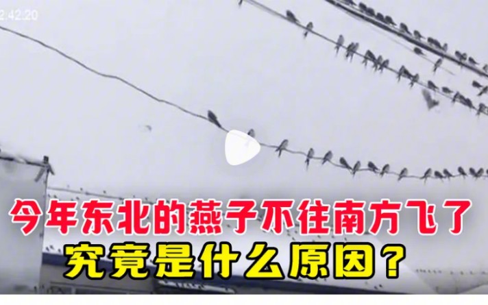 今年北方的燕子宁愿冻死也不往南方飞了,究竟是什么原因?哔哩哔哩bilibili