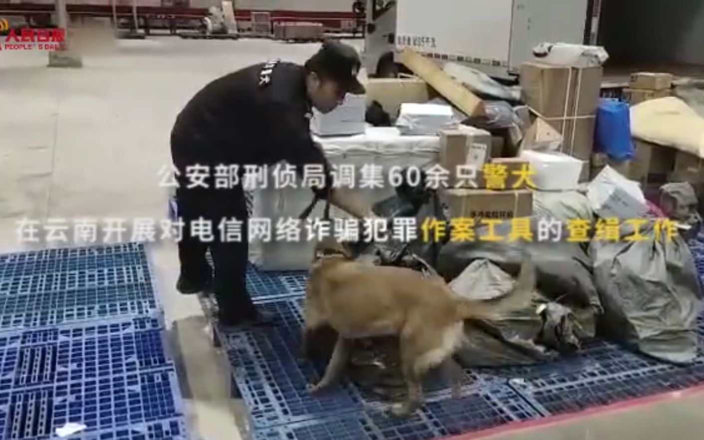 [图]优秀！60余只警犬集结云南打击电信诈骗