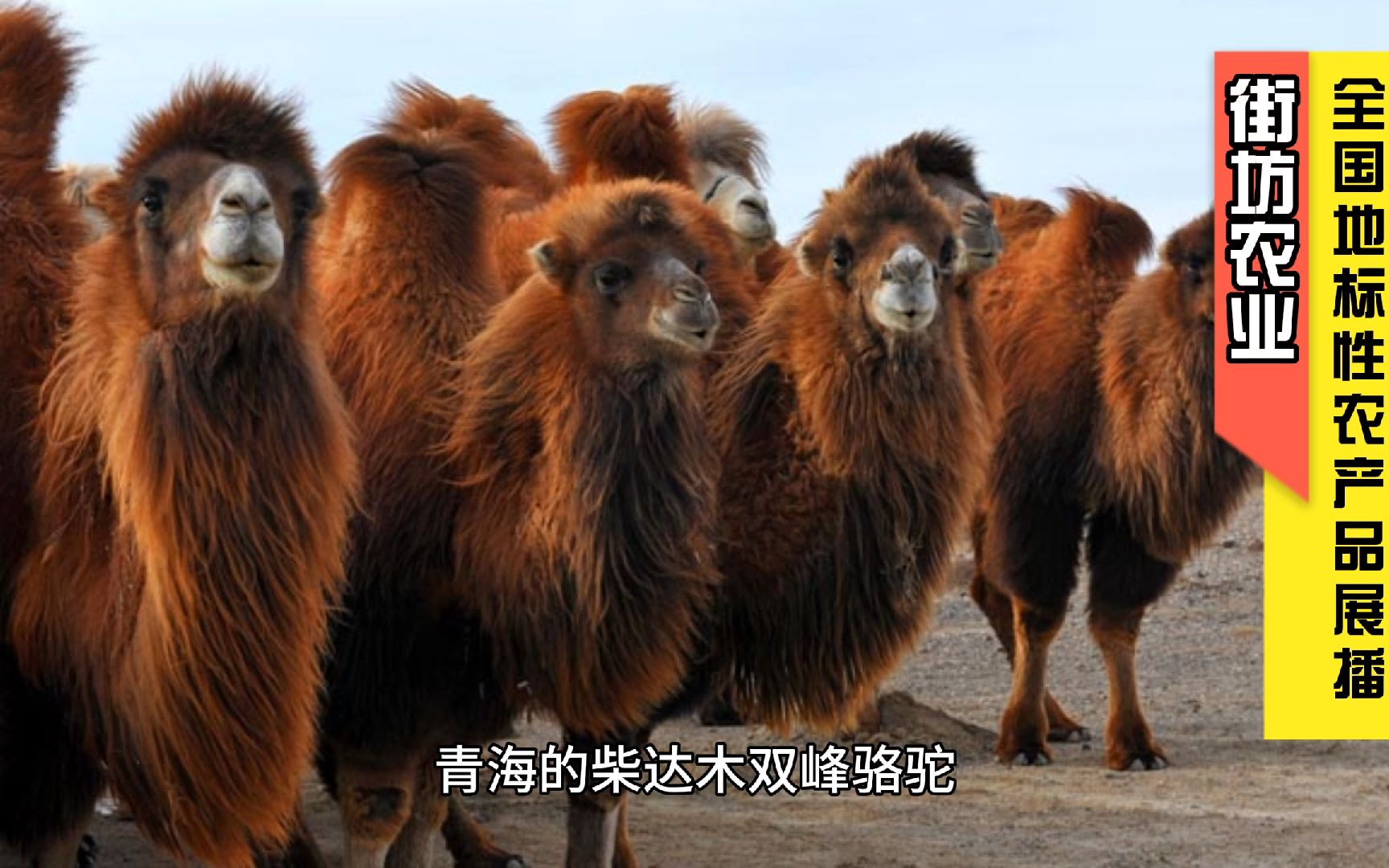 青海柴达木双峰骆驼是地标性农产品