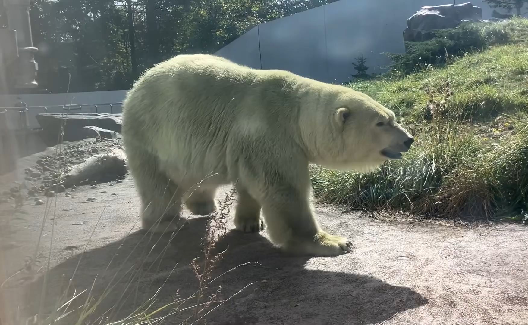 札幌市圆山动物园图片