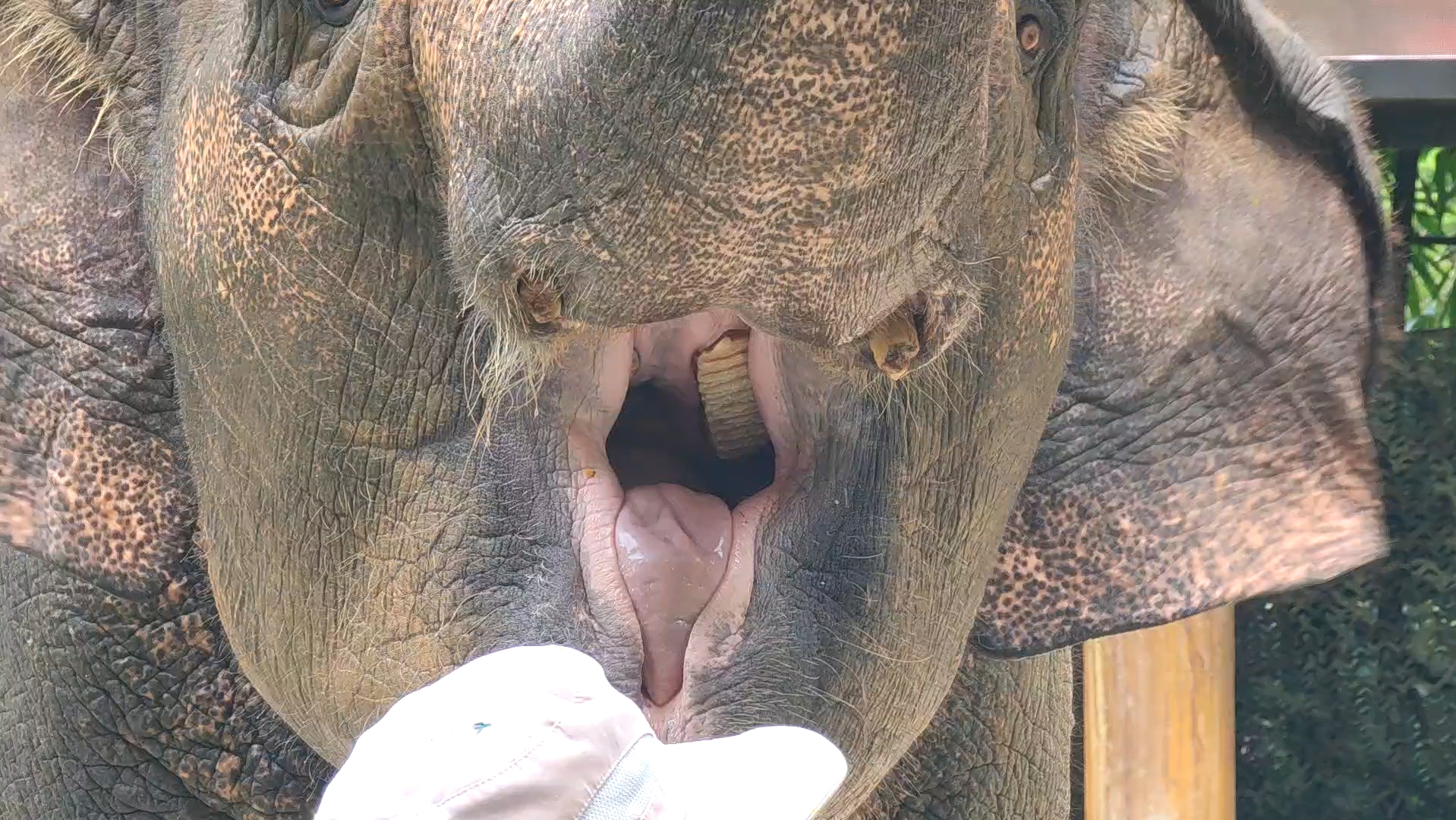 给玛利亚的血盆大口拍个特写嘿嘿