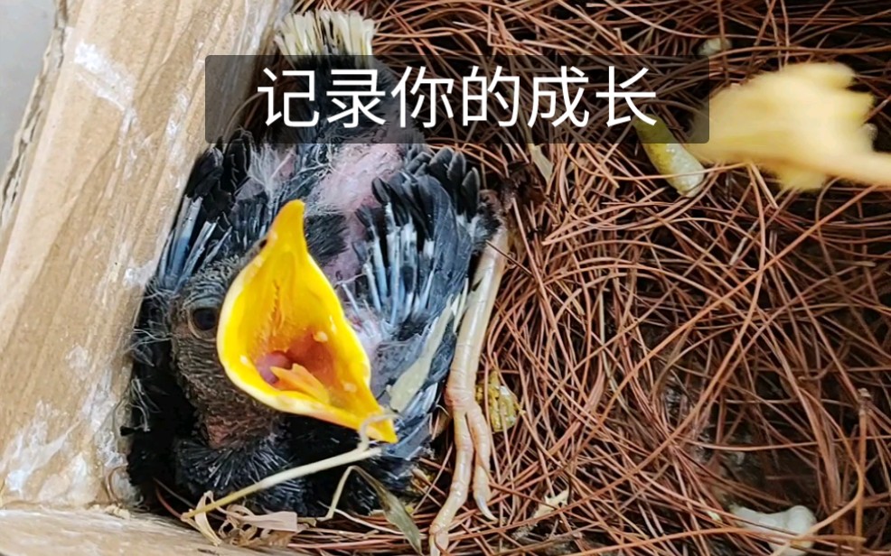 [图]从小养大的鸟有多听话